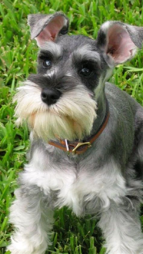 Pin De Naxgir En Pins Creados Por Ti Perros Schnauzer Razas De