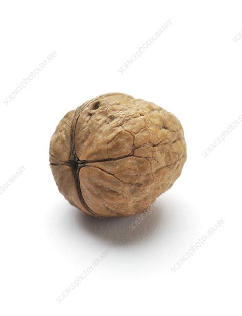 walnut stock image  science photo library