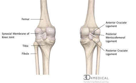 Knee Ligaments Diagram