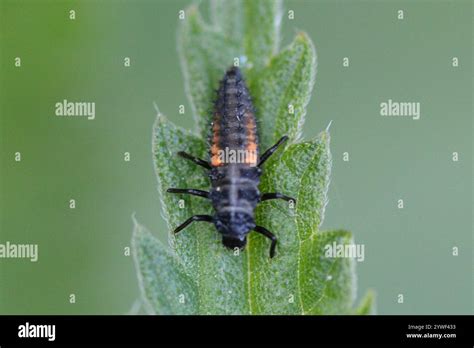 Asian Lady Beetle Harmonia Axyridis Stock Photo Alamy