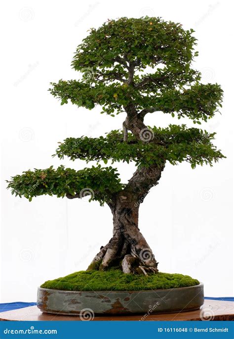 Chinese Elm As A Bonsai Stock Photo Image Of Foilage