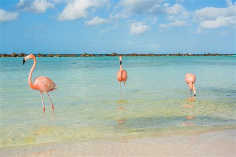 How To Get A Day Pass To Renaissance Island Aruba