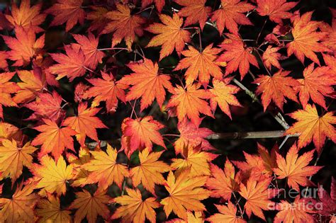 Korean Maple Autumn Leaves Photograph By Tim Gainey Fine Art America