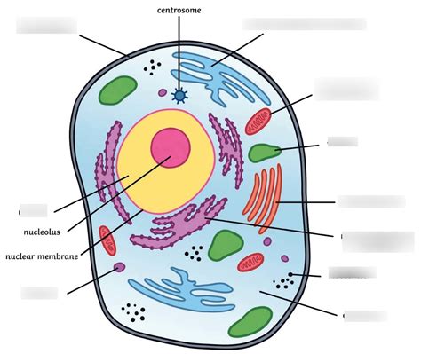 Diagram Of Organelles And Cell Membrane Quizlet