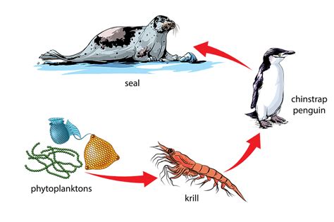 What Do Penguins Eat? - WorldAtlas