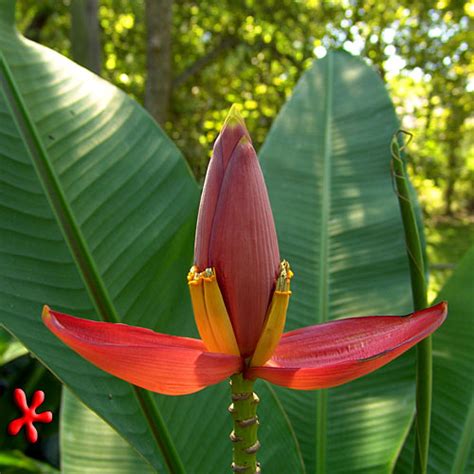 Top 10 Mooiste Bananen Ter Wereld Bananen Canna S Strelitzia S