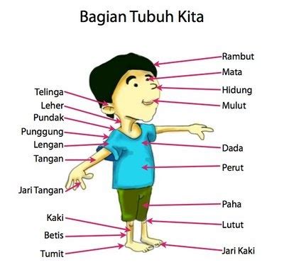 Cikgu Shidah: Mengenal Anggota Badan