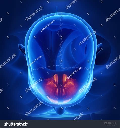 Maxilla Corpus Maxillae 3d Illustration Stock Illustration 504545419 ...