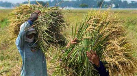 Petani Pangandaran Diimbau Jual Gabah Ke Lumbung Padi Ruber Id