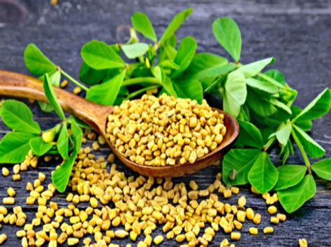 Ayurveda Know Amazing Health And Beauty Benefits Of Fenugreek Or Methi Ayurveda कब्ज समेत इन