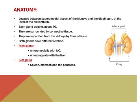 Ppt Adrenal Gland Powerpoint Presentation Free Download Id 5668499