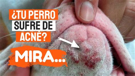 Los PERROS Pueden Tener ESPINILLAS Y GRANOS YouTube