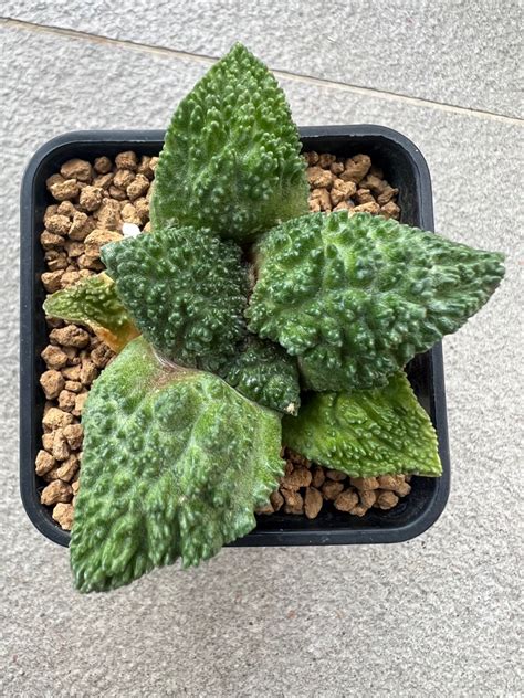 Ariocarpus Godzilla Furniture Home Living Gardening Plants Seeds