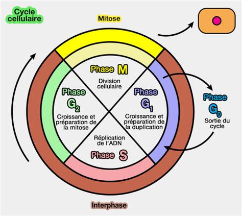 Cycle Cellulaire Cell Cycles Cell Division Cycle Cell Division