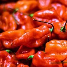 Buy Naga Hot Chilli Pepper Pickle Sauce Grams Ghost Pepper Pickle Sauce Mr Naga Hot Pepper