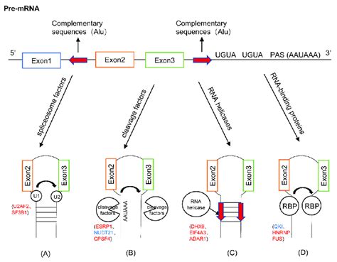 The Roles Of Cis Acting Elements And Trans Acting Factors In Circrna