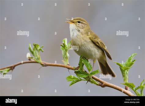 Willow Warbler Phylloscopus Trochilus Stock Photo Alamy