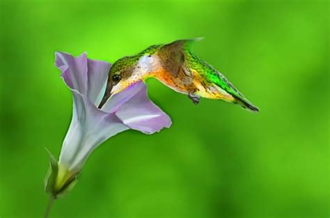 Cómo atraer a los colibríes Qué se le da de comer a los colibríes