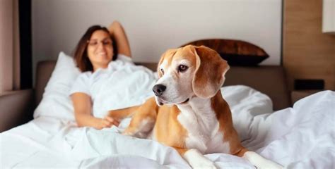 Beneficios De Vivir En Un Departamento Pet Friendly Ciudaris