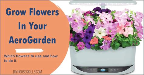 The Benefits of Growing AeroGarden Flowers - DIYHouseSkills