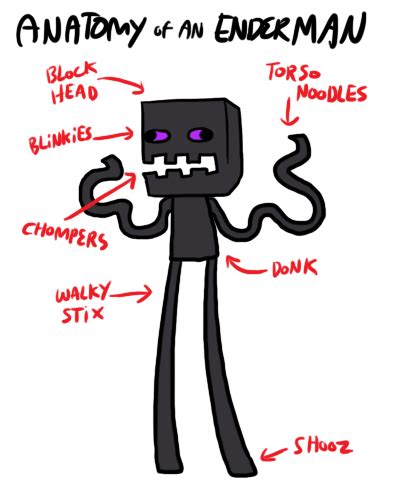 Minecraft Enderman Anatomy