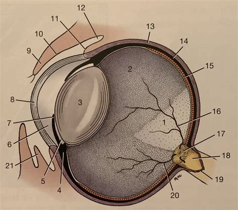 Sagittal Section Of Eyeball Diagram Quizlet