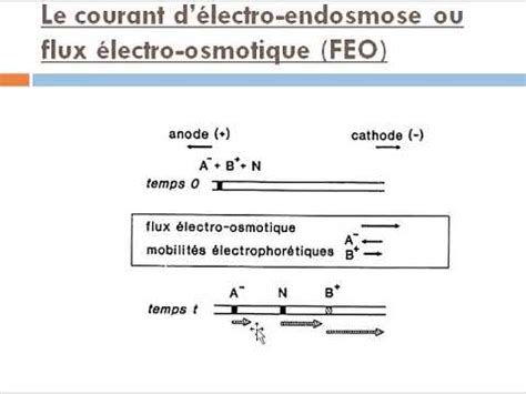 Electrophorèse capillaire YouTube