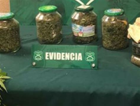 8 millones en marihuana fueron decomisados en Viña del Mar