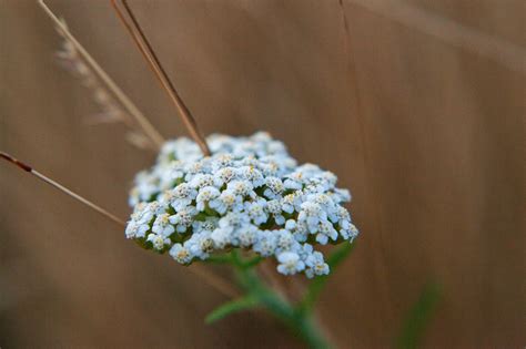 Schafgarbe Blumen Pflanze Weiße Kostenloses Foto auf Pixabay Pixabay