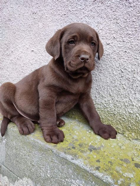 Labrador Ciocolatiu Certificat Pedigree Bucuresti Sectorul 5 OLX Ro