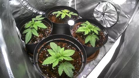 Royal Queen Seeds Special Kush 1 Grow Diary Journal Week3 By Skybase