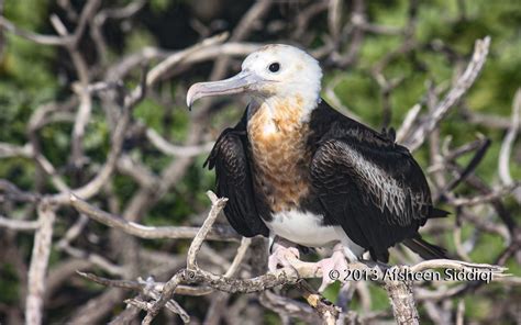 ʻiwa — Great Frigate Kure Atoll Conservancy