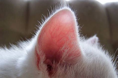 Cat Ear Close Ups From Cat Ears Ear Animals