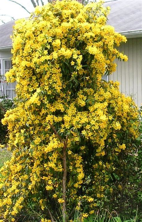 Carolina Jessamine Gelsemium Sempervirens Amazing Gardens