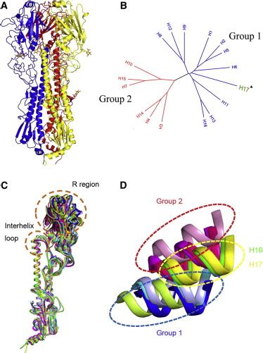 Overall Crystal Structure of the H17 Protein and Comparison with Other ...