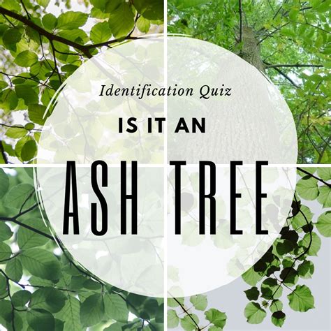 Identifying Ash Trees: Quiz - Black Diamond Tree Service