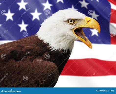 Bald Eagle And Usa Flag Royalty-Free Stock Photo | CartoonDealer.com ...