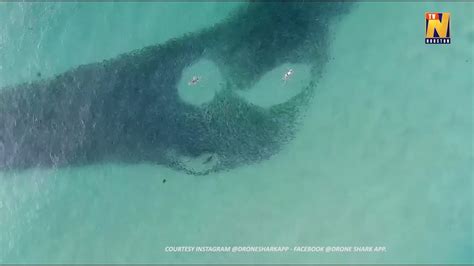 Drone Footage Captures Swimmers Sharks And Salmon Interacting At