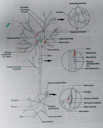 Estructura De La Neurona Diagram Quizlet