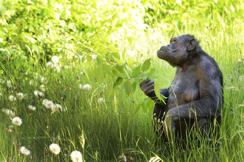 La Conmovedora Historia De Tomy El Chimpancé Del Ex Zoológico De La