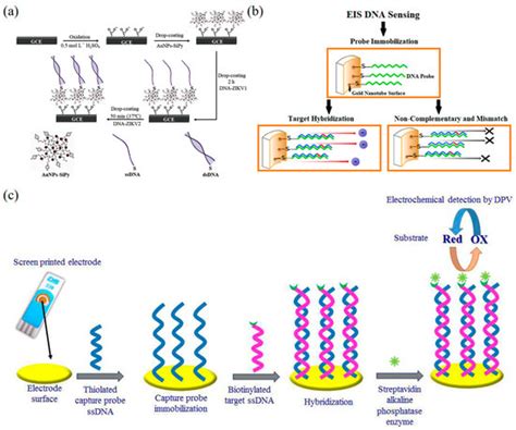 Biosensors Free Full Text Recent Advances In Dna Nanotechnology Enabled Biosensors For Virus