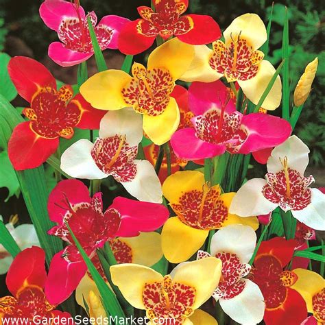 Tigridia Tiger Flower Mix 10 Bulbs Garden Seeds Market Free Shipping