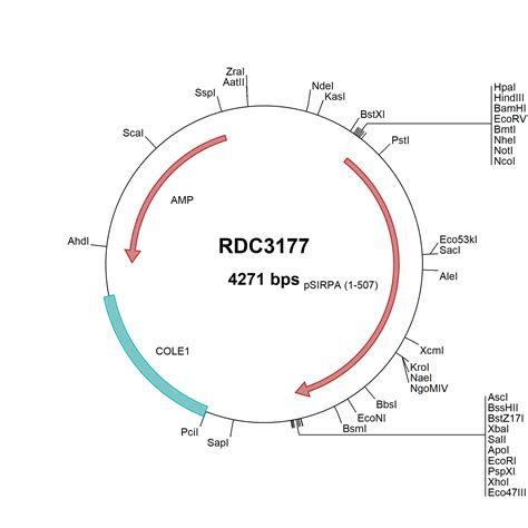 Human SIRP Alpha CD172a Antibody MAB4546 R D Systems