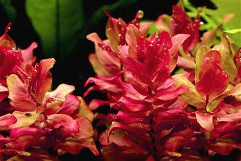 Physiological Injury And Bio Mechanical Injury Of Aquatic Plants