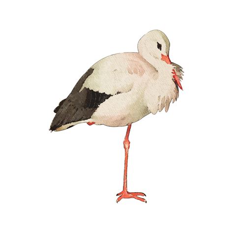 Premium Vector Stork Watercolor Vector Illustration