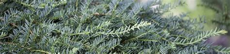 Taxus Baccata Dovastoniana Adlerschwingen Eibe Dovastoniana