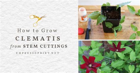 How To Grow Clematis From Cuttings Empress Of Dirt