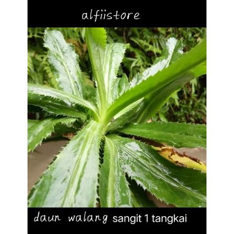 Jual Daun Walang Sangit 10 Tangkai Shopee Indonesia