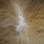 Flea Poop or Flea Dirt. How It Looks And How To Get Rid Of It. - Fleas ...