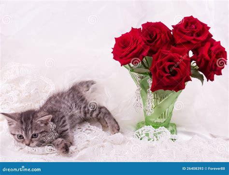 Kitten With Red Roses Stock Image Image Of Looking Leafs 26408393